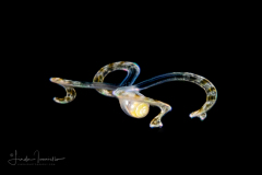 Veliger Larva of a Marine Gastropod