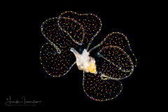 Veliger Larva of a Marine Gastropod