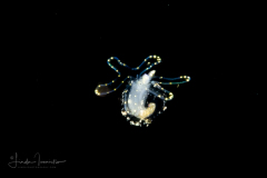 Veliger Larva of a Marine Gastropod - TINY