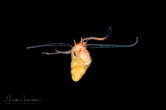 Veliger Larva of a Marine Gastropod