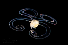 Veliger Larva of a Marine Gastropod