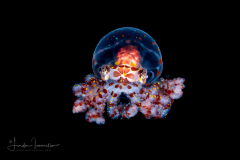 Wunderpus Octopus - Wunderpus photogenicus