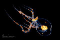 Wunderpus Octopus - Wunderpus photogenicus