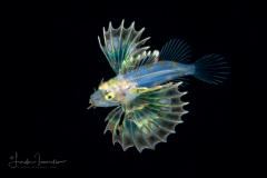 Zebra Lionfish - Scorpaenidae Family - Dendrochirus zebra ?