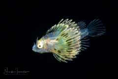 Zebra Lionfish - Scorpaenidae Family - Dendrochirus zebra ?