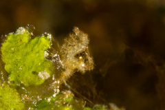 Algae Shrimp - Phycocaris simulans