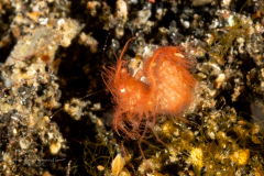 Algae Shrimp - Phycocaris simulans - with Eggs