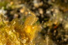 Algae Shrimp - Phycocaris simulans - with a Parasite