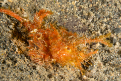 Ambon Scorpionfish - Pteroidichthys amboinensis