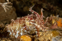 Broadclub Cuttlefish - Ascarosepion latimanus
