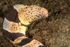 Chlamydatus Moray - Gymnothorax chlamydatus