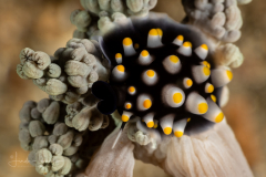 Common Egg Cowrie - Ovula ovum