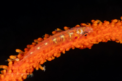 Common Ghostgoby - Pleurosicya mossambica