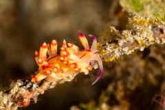 Coryphellina rubrolineata