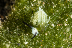 Costasiella usagi