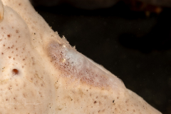 Cryptic Sponge Shrimp - Gelastocaris paronai
