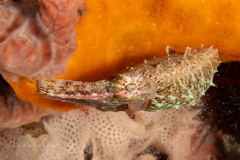 Cuttlefish -  Ascarosepion bandense