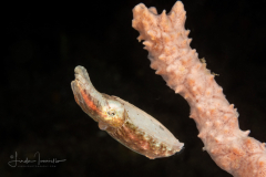 Cuttlefish -  Ascarosepion bandense