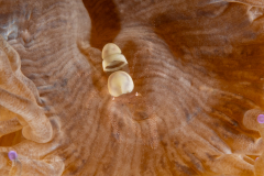 Egg Shell Shrimp - Hamopontonia corallicola