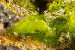 Elysia pusilla