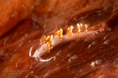 Facelinid species ?