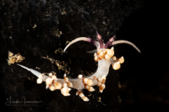 Facelinidae Undescribed - Facelinid sp. 2, NSSI2