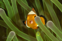 False Clown Anemonefish - Amphiprion ocellaris - with  parasitic isopod - Cymothoa exigua