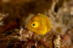 Filefish - Monacanthidae Family - Probably Brachaluteres taylori - Juvenile