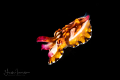 Flamboyant Cuttlefish - Ascarosepion pfefferi
