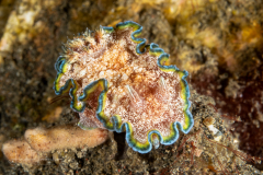 Glossodoris acosti