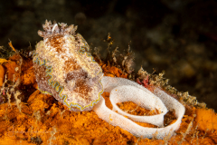 Glossodoris cincta ?