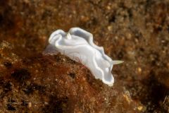 Glossodoris pallida