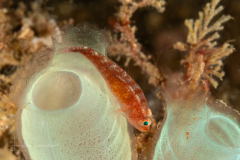 Goby - Gobiidae Family