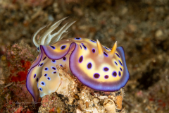 Goniobranchus kuniei