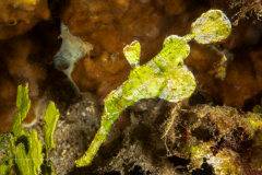Halimeda Ghost Pipefish - Solenostomus halimeda