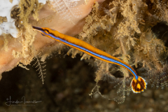Honshu Pipefish - Doryrhamphus japonicus