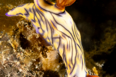 Hypselodoris zephyra