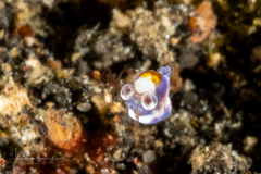 Idiomysis Shrimp