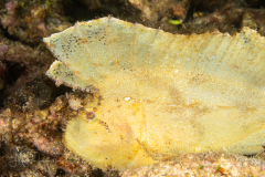 Leaf Scorpionfish - Taenianotus triacanthus