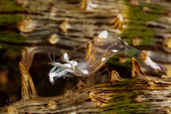 Magnificent Anemone Shrimp - Palaemonidae Family - Ancylomenes magnificus