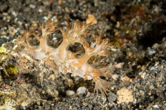 Marionopsis arborescens