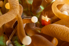 Mushroom Coral Shrimp - Cuapetes kororensis