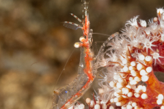 Ocellated Tozeuma Shrimp - Tozeuma lanceolatum