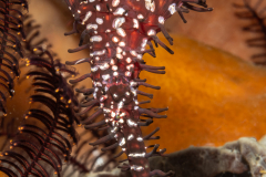 Ornate Ghost Pipefish - Solenostomus paradoxus