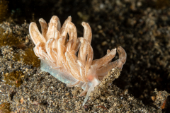 Phyllodesmium crypticum