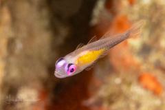 Pinkeye Goby - Bryaninops natans