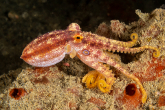 Poison Ocellate Octopus - Amphioctopus siamensis