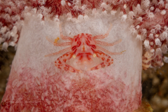 Porcelain Crab