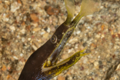 Ribbon Eel - Rhinomuraena quaesita