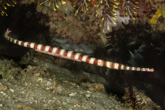 Ringed Pipefish - Dunckerocampus dactyliophorus - with eggs